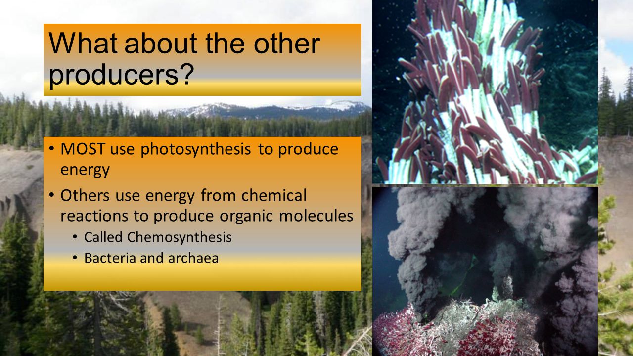 What are Archaebacteria?